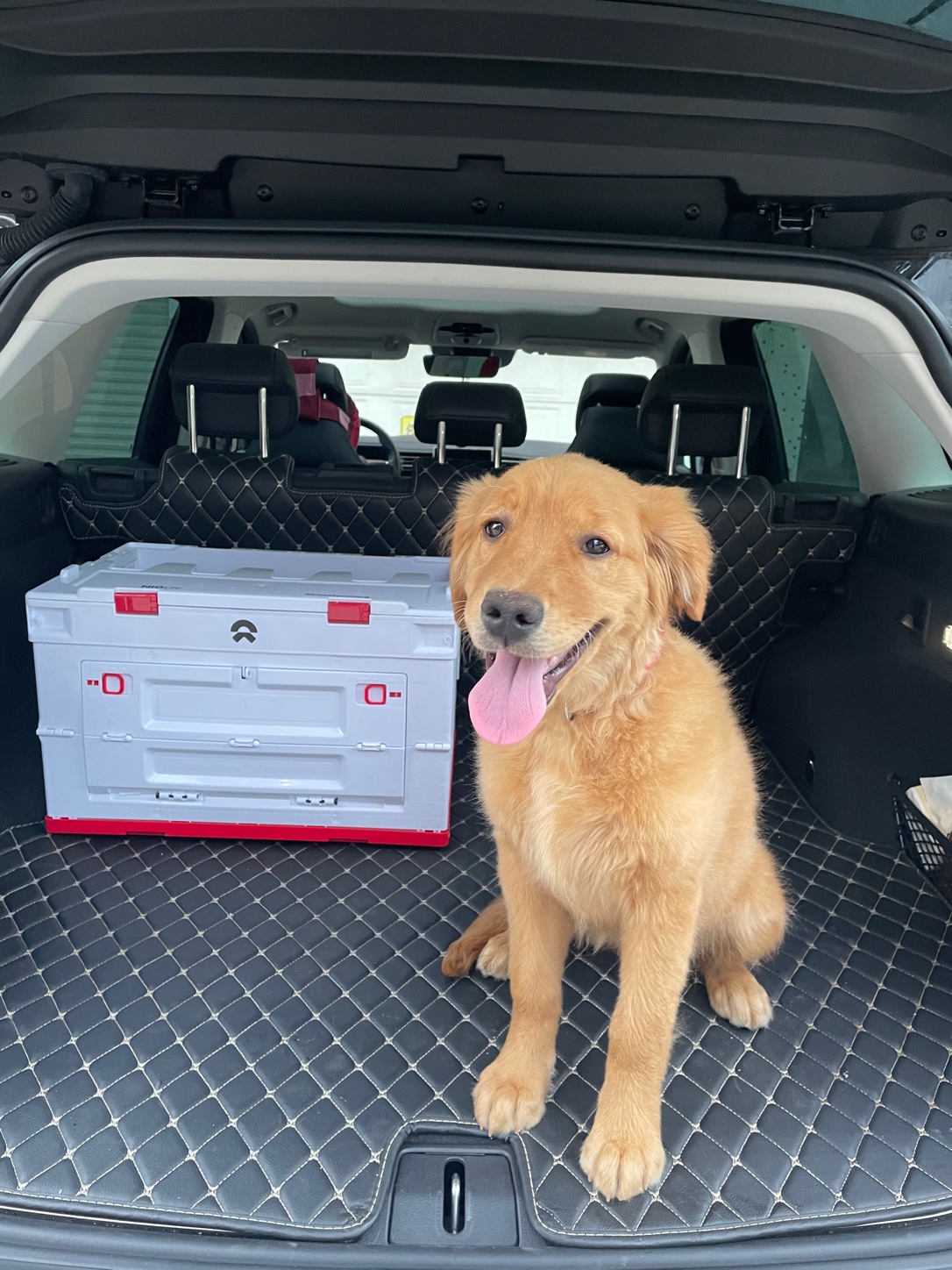 爱犬坐在鸭脖es6后备箱_鸭脖es6怎么样-口碑精选