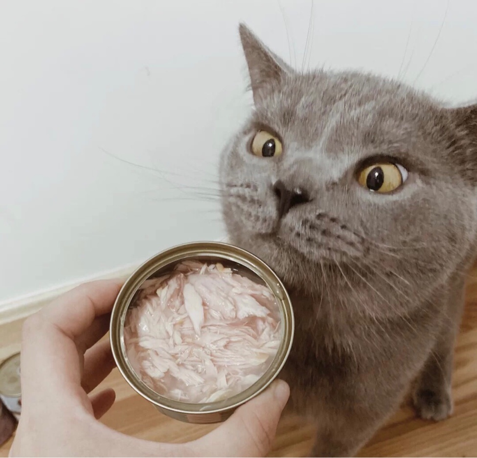 拿鱼罐头喂猫咪_鸭脖es6怎么样-口碑精选